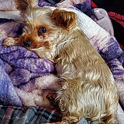 Herbie is registered to the contest to win money with this photo: dog, small_dog, fluffy, tan_fur, blanket, purple_blanket, soft_texture, relaxed, cozy, indoor, resting, pet, animal, fur, paw, sleepy, laying_down, close_up, comfort, household