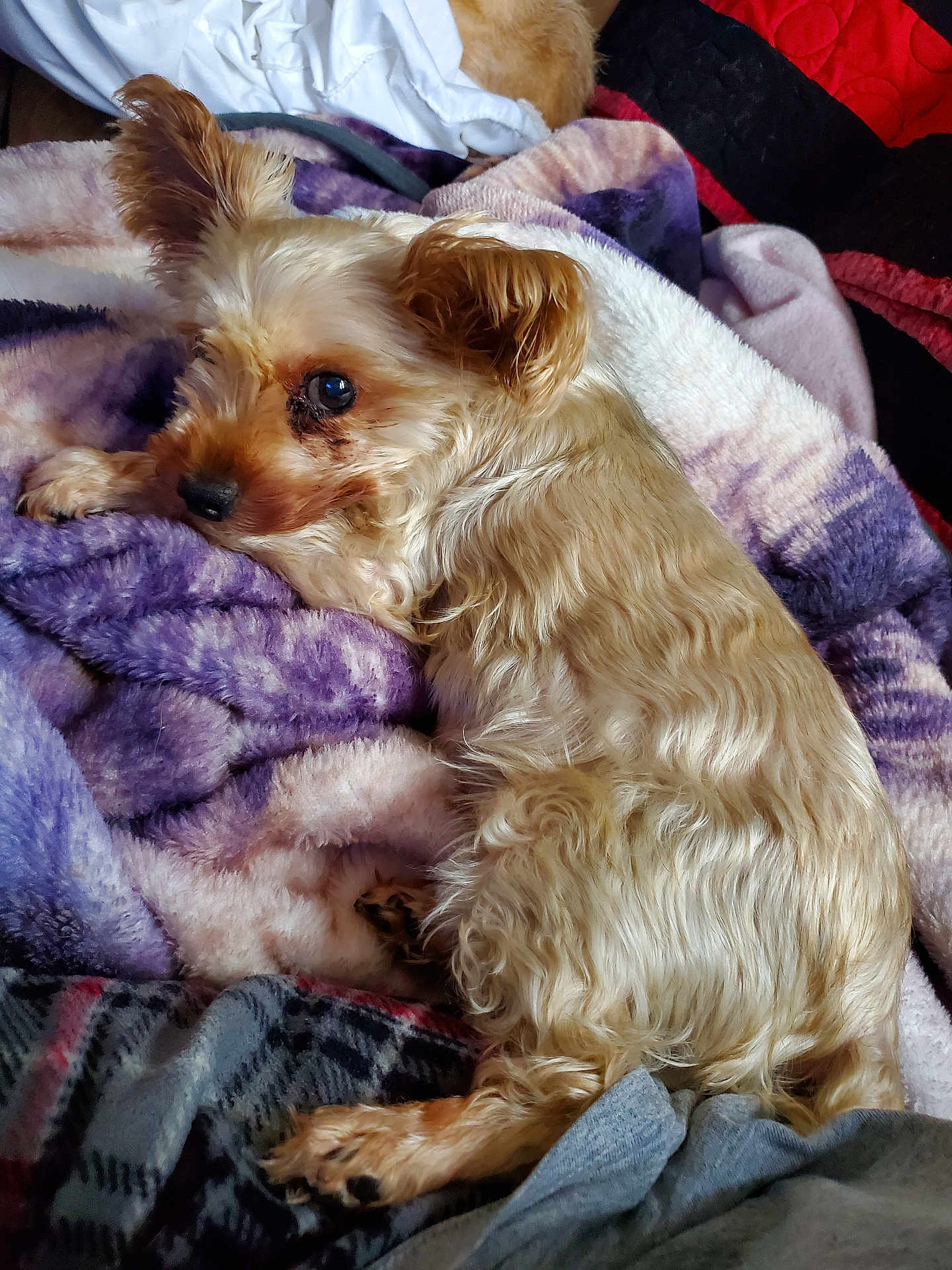 Herbie is registered to the contest to win money with this photo: dog, small_dog, fluffy, tan_fur, blanket, purple_blanket, soft_texture, relaxed, cozy, indoor, resting, pet, animal, fur, paw, sleepy, laying_down, close_up, comfort, household
