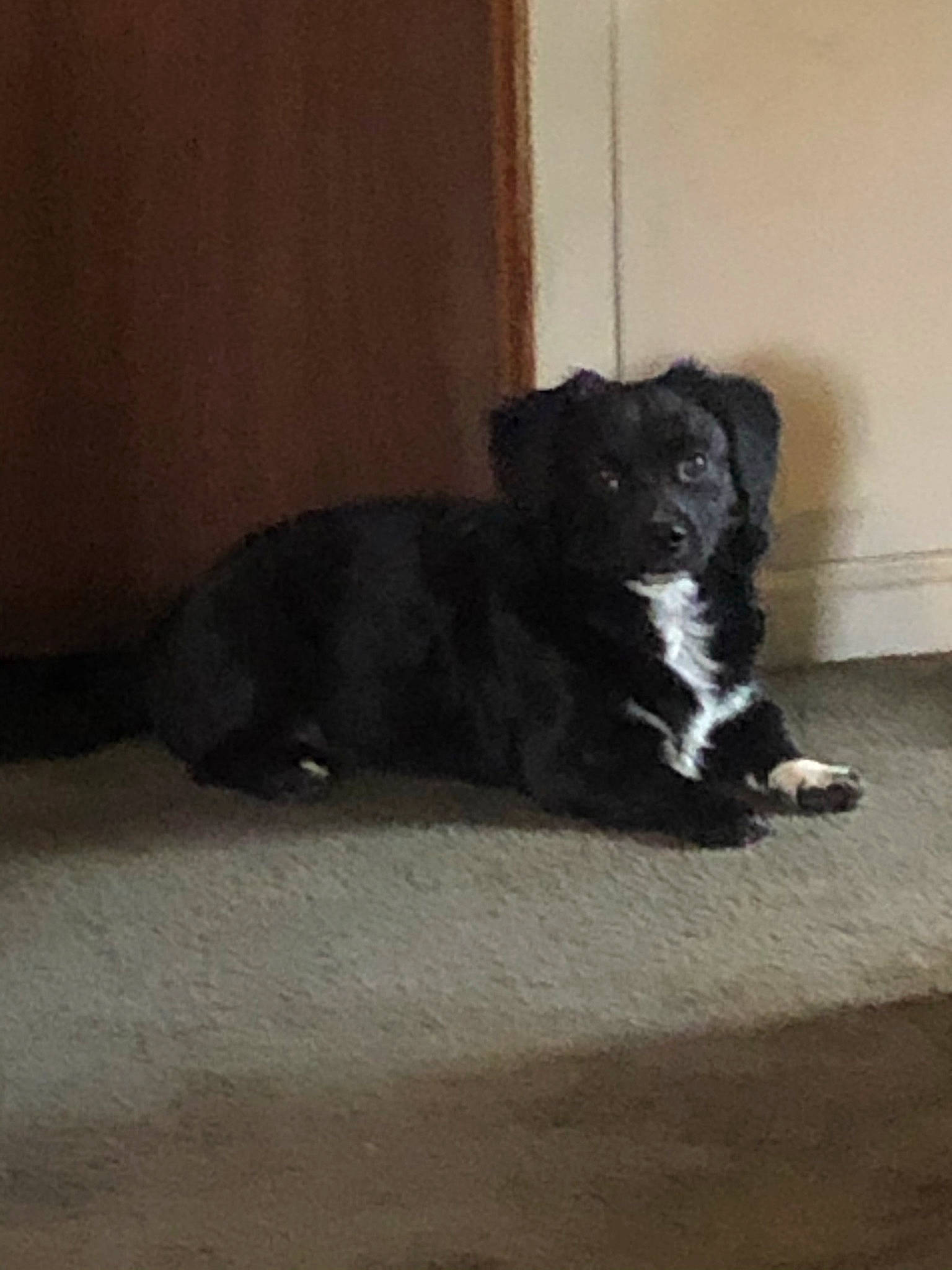 Roscoe joined the competition — help win amazing prizes! canidae, carnivore, companion_dog, curtain, dog, dog_breed, flooring, fur, non_sporting_group, paw, shadow, sporting_group, tail, terrestrial_animal, tints_and_shades, working_animal