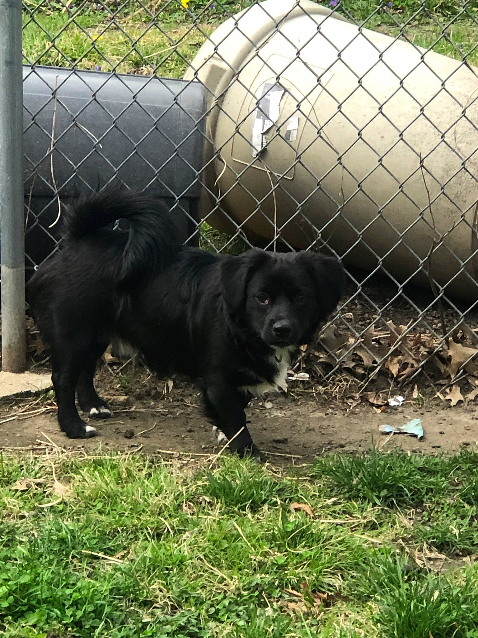 Roscoe joined the competition — help win amazing prizes! animal_shelter, cage, canidae, carnivore, companion_dog, dog, dog_breed, fence, fur, grass, gun_dog, mesh, pasture, pet_supply, plant, sporting_group, suidae, terrestrial_animal, wire_fencing, working_animal