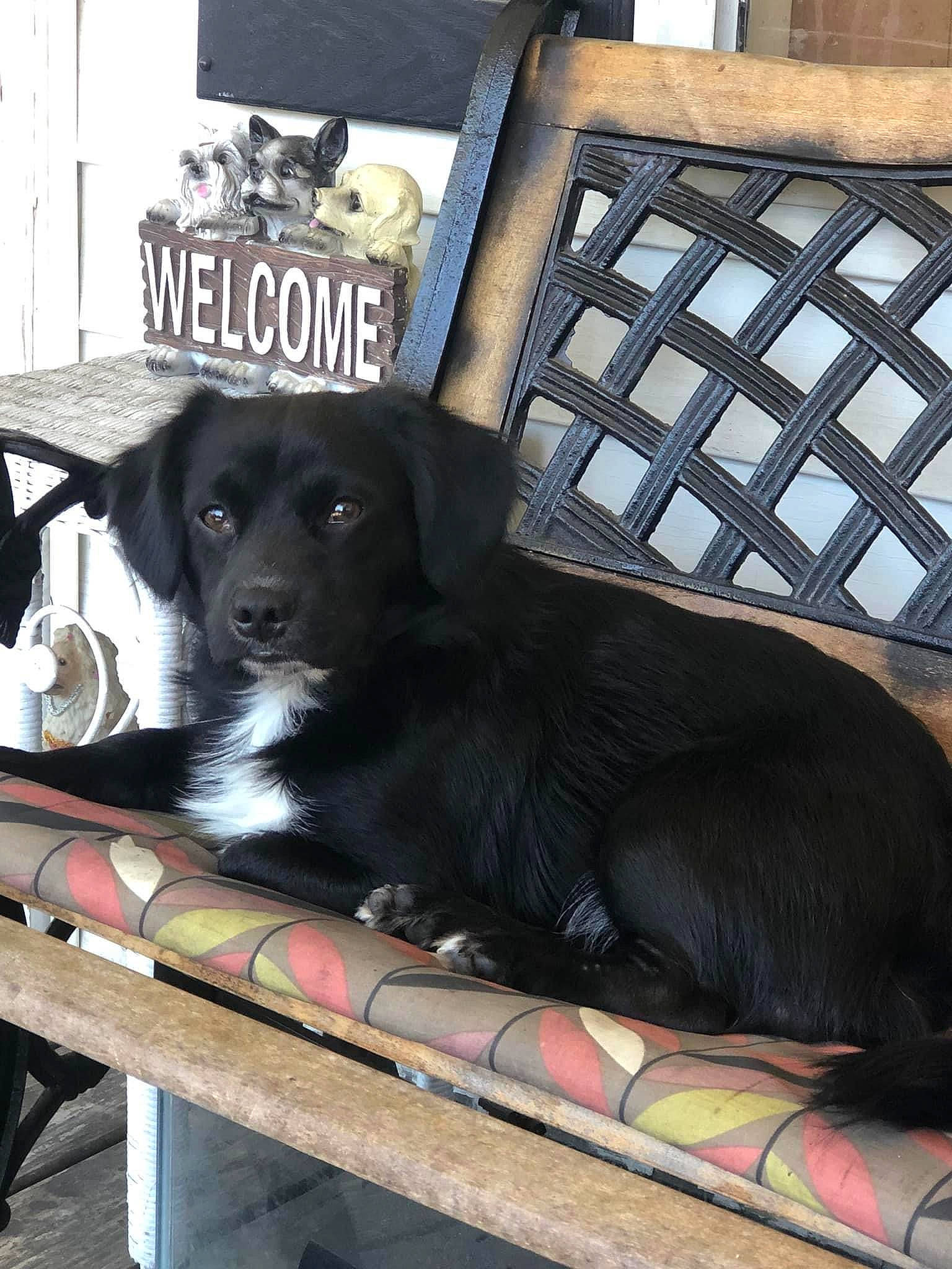 Roscoe joined the competition — help win amazing prizes! borador, canidae, carnivore, chair, collar, companion_dog, dog, dog_breed, dog_collar, dog_supply, fur, gun_dog, metal, pet_supply, sporting_group, working_animal, working_dog