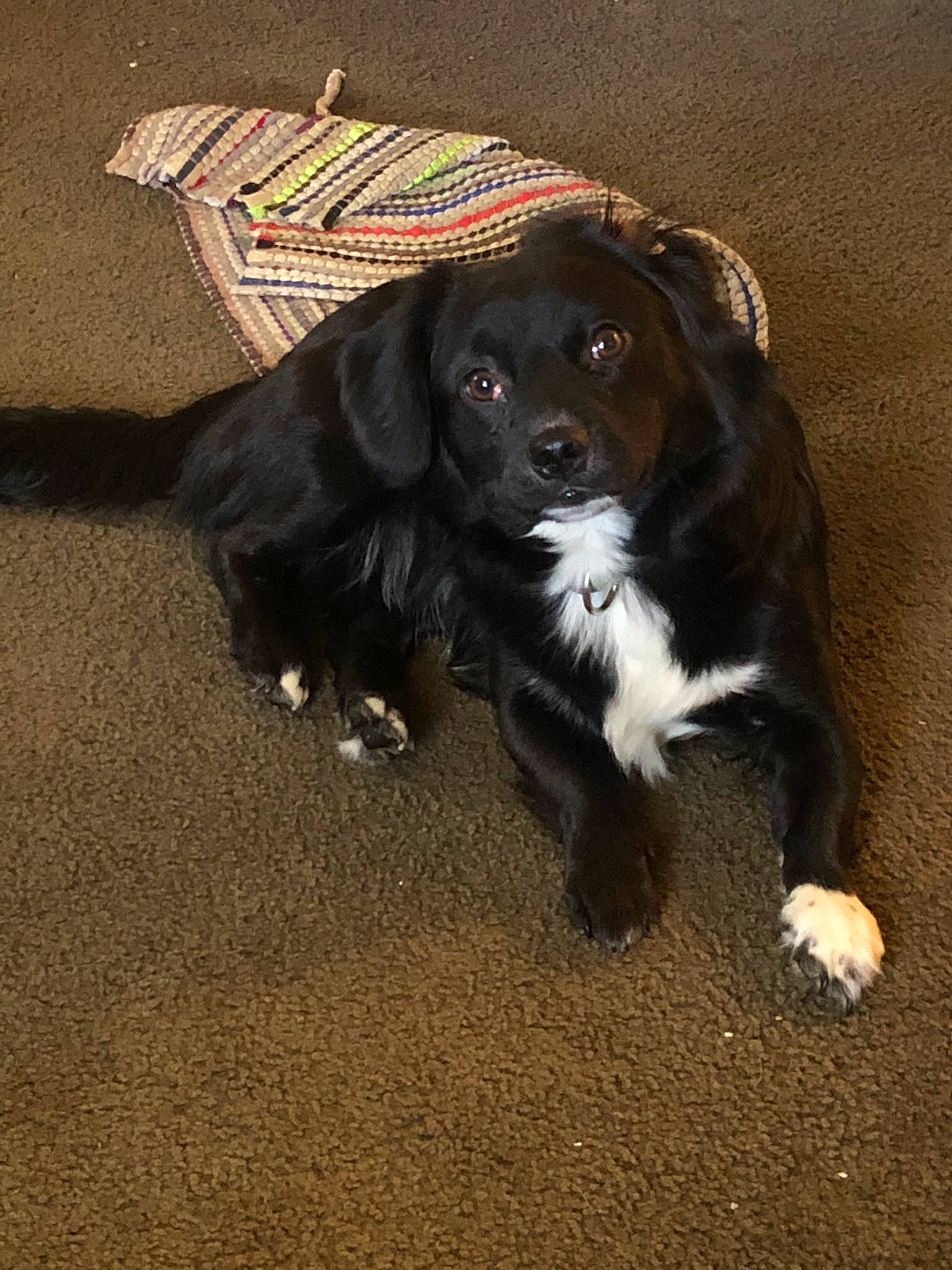 Roscoe joined the competition — help win amazing prizes! borador, border_collie, canidae, carnivore, companion_dog, dog, dog_breed, dog_supply, fur, gun_dog, liver, snout, soil, spaniel, sporting_group, terrestrial_animal, whiskers, working_animal, working_dog