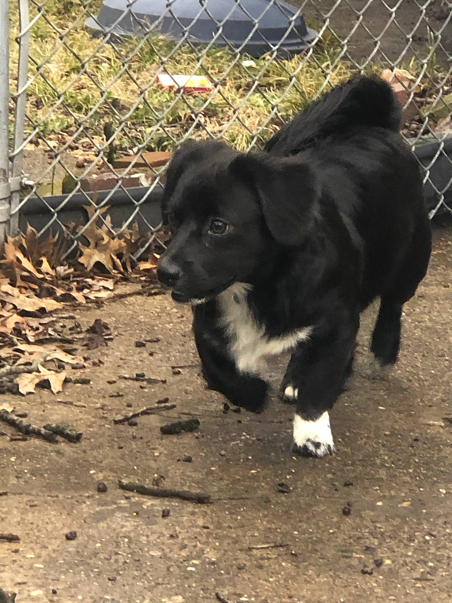 Roscoe is registered to the contest to win money with this photo: animal_shelter, canidae, carnivore, chain_link_fencing, companion_dog, dog, dog_breed, fence, fur, landscape, liver, livestock, mesh, snout, soil, sporting_group, street_dog, terrestrial_animal, wire_fencing, working_animal