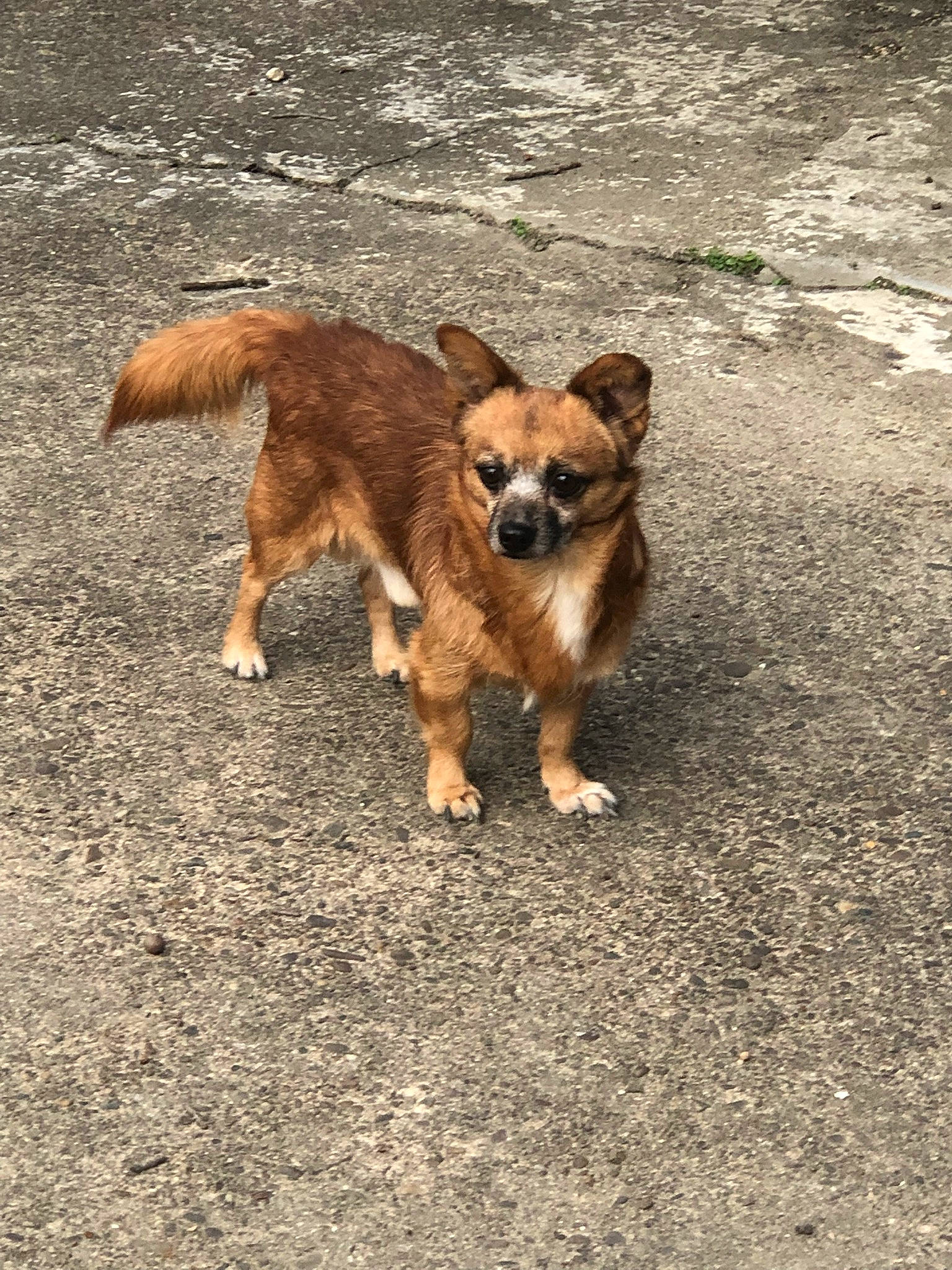 Champ is registered to the contest to win money with this photo: canidae, carnivore, chihuahua, companion_dog, dog, dog_breed, fawn, fur, paw, road_surface, shadow, snout, soil, sporting_group, street_dog, tail, terrestrial_animal, wildlife, working_animal, working_dog