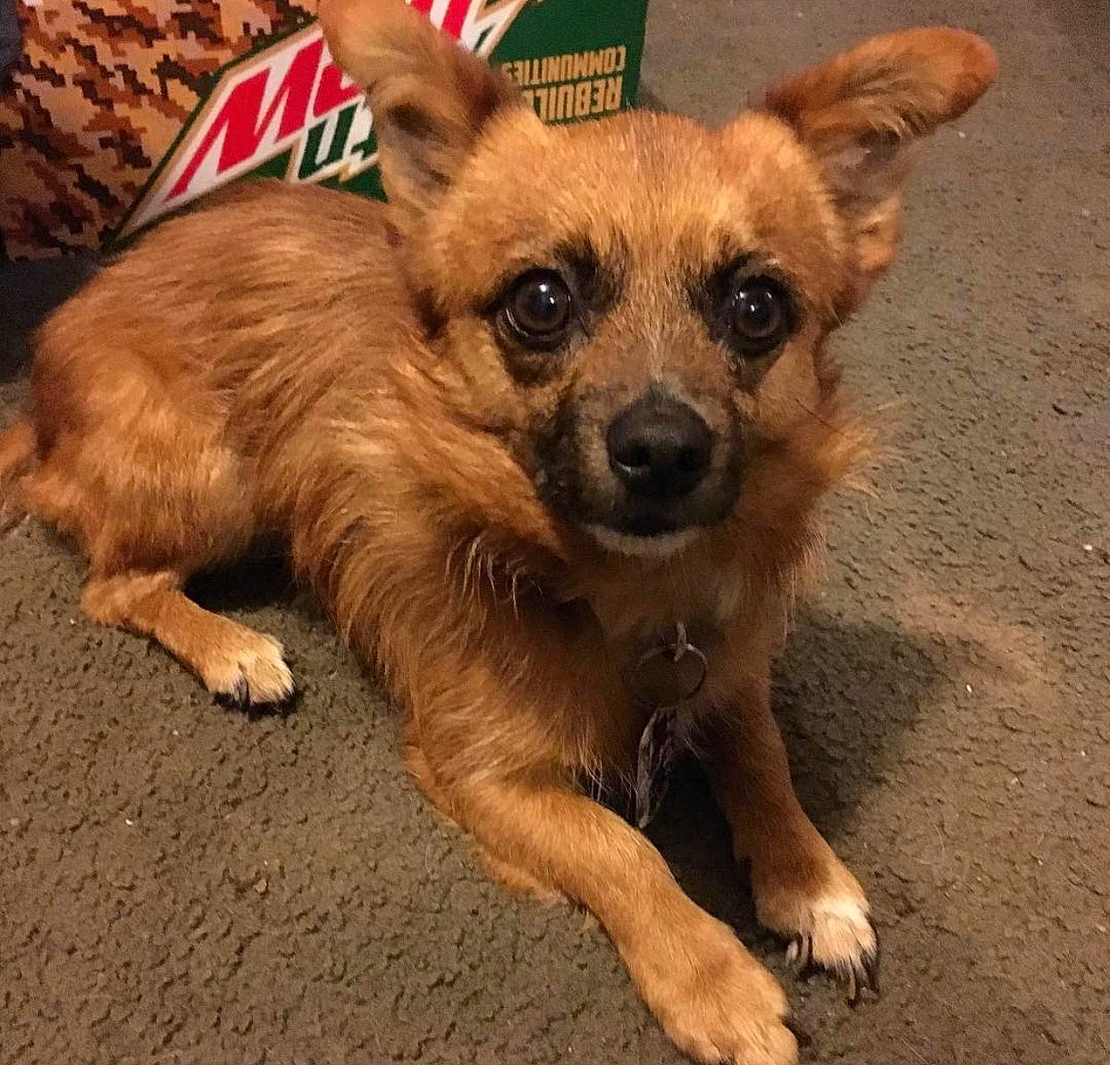 Champ is registered to the contest to win money with this photo: canidae, carnivore, companion_dog, dog, dog_breed, event, fawn, fur, paw, puppy, sporting_group, terrestrial_animal, toy_dog, whiskers, working_animal