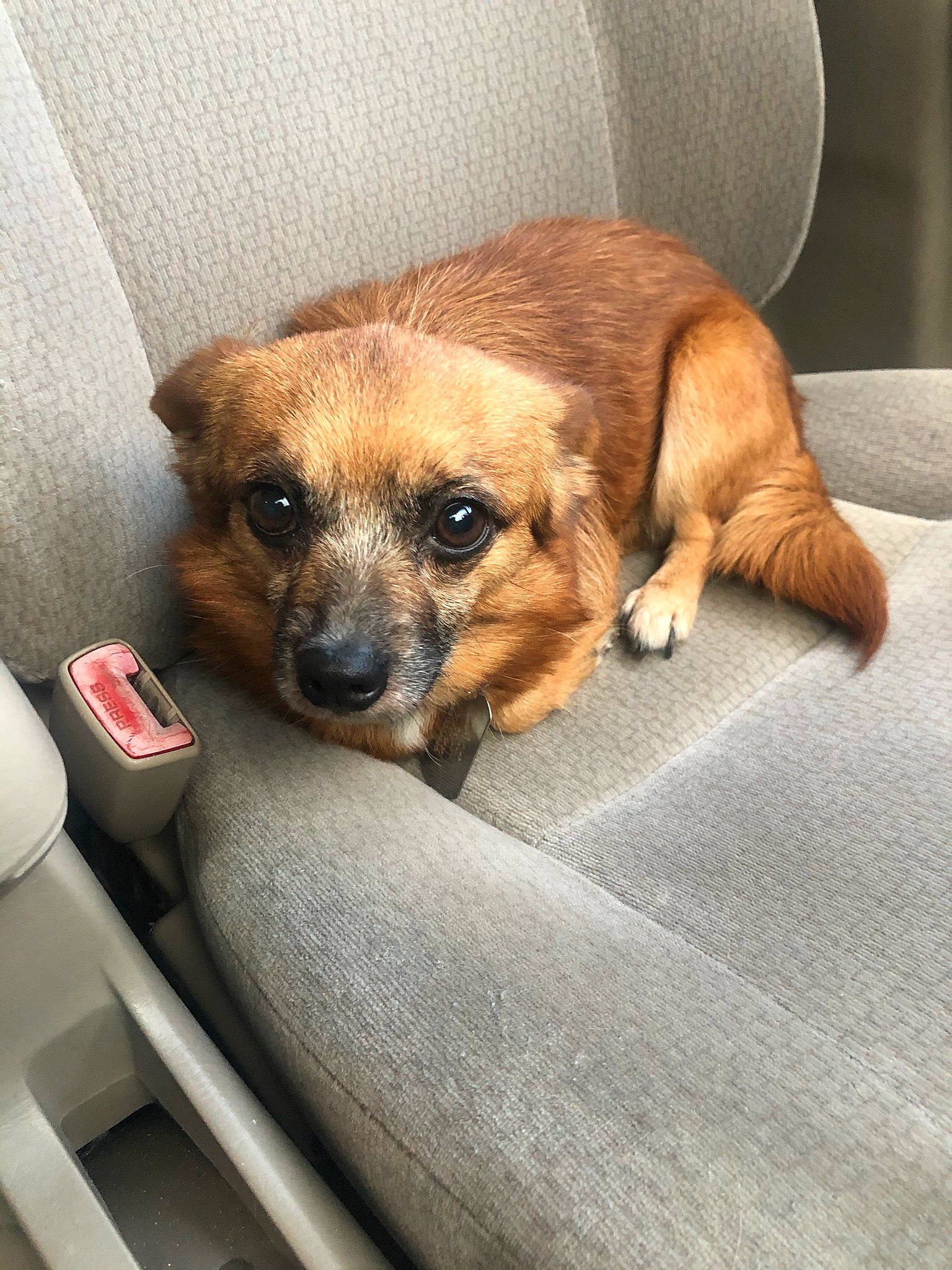 Champ joined the competition — help win amazing prizes! canidae, carnivore, comfort, companion_dog, dog, dog_breed, dog_supply, fawn, fur, paw, snout, sporting_group, toy_dog, whiskers, working_animal