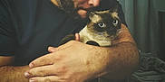 Chuck participe au concours pour gagner de l'argent avec cette photo : man, cat, indoor, beard, short_hair, blue_eyes, siamese_cat, sitting, embrace, curtains, casual_clothing, shorts, furniture, plant, affection, pet, portrait, hands, cozy, expression