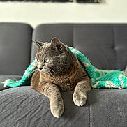 Noushka a rejoint le concours — aidez-le/la à gagner de superbes lots ! animal, blanket, cat, comfortable, couch, cozy, domestic_animal, feline, fur, gray_cat, green_eyes, home_interior, indoor, mammal, pet, relaxation, resting, sitting, soft_texture, whiskers