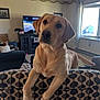 dog, labrador, pet, couch, living_room, patterned_upholstery, paws, ears, eyes, nose, television, tv_screen, window, car_outside, curtains, furniture, indoor, cozy, second_dog, cheeky_expression
