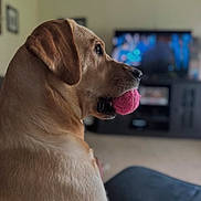 Dottie is registered to the contest to win money with this photo: dog, labrador_retriever, pet, pink_ball, tennis_ball, indoor, living_room, couch, television, bokeh, portrait, side_profile, fur, whiskers, muzzle, ear, playful, close_up, blurred_background, toy