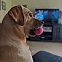 dog, labrador_retriever, pet, pink_ball, tennis_ball, indoor, living_room, couch, television, bokeh, portrait, side_profile, fur, whiskers, muzzle, ear, playful, close_up, blurred_background, toy