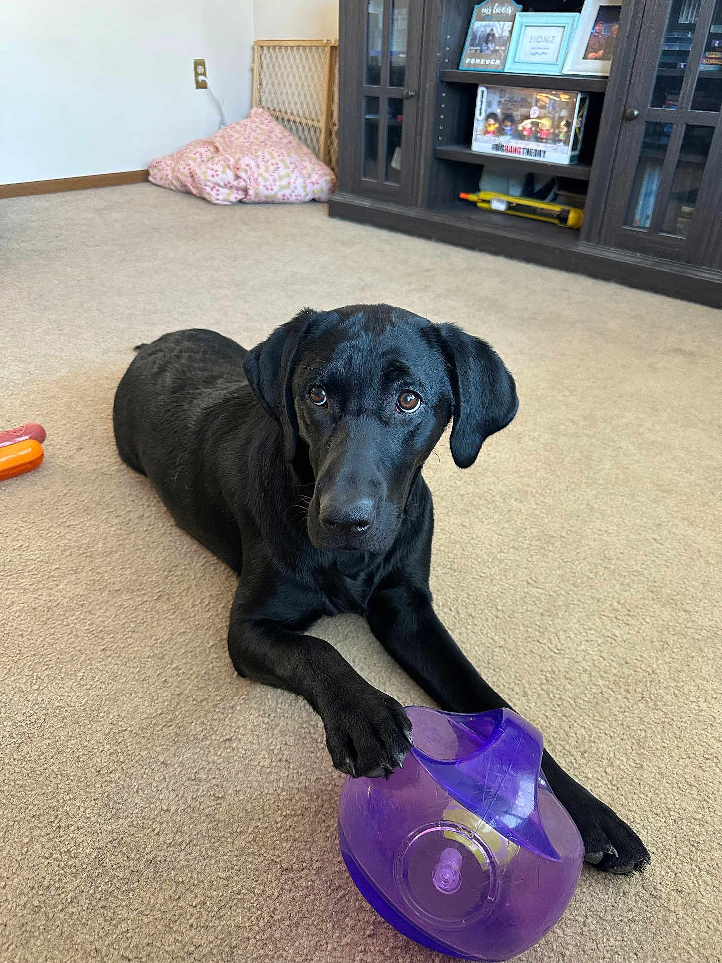 Oreo is registered to the contest to win money with this photo: dog, black_dog, labrador, pet, puppy, purple_toy, toy, carpet, indoor, living_room, cabinet, shelf, pillow, paw, brown_eyes, cute, portrait, gaze, playing, relaxing