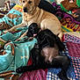 Oreo is registered to the contest to win money with this photo: dog, labrador_retriever, black_dog, yellow_dog, two_dogs, bed, blanket, pillow, bedding, cozy, indoor, pet, collar, paw, snuggling, relaxed, playful, patterned_blanket, bedside_table, water_bottle