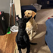 Oreo joined the competition — help win amazing prizes! two_dogs, black_dog, yellow_lab, labrador_retriever, indoor, living_room, carpet, hardwood_floor, ottoman, laundry_basket, trash_can, broom, mop, red_toy, sitting, attentive, playful, pet, portrait, ears_up