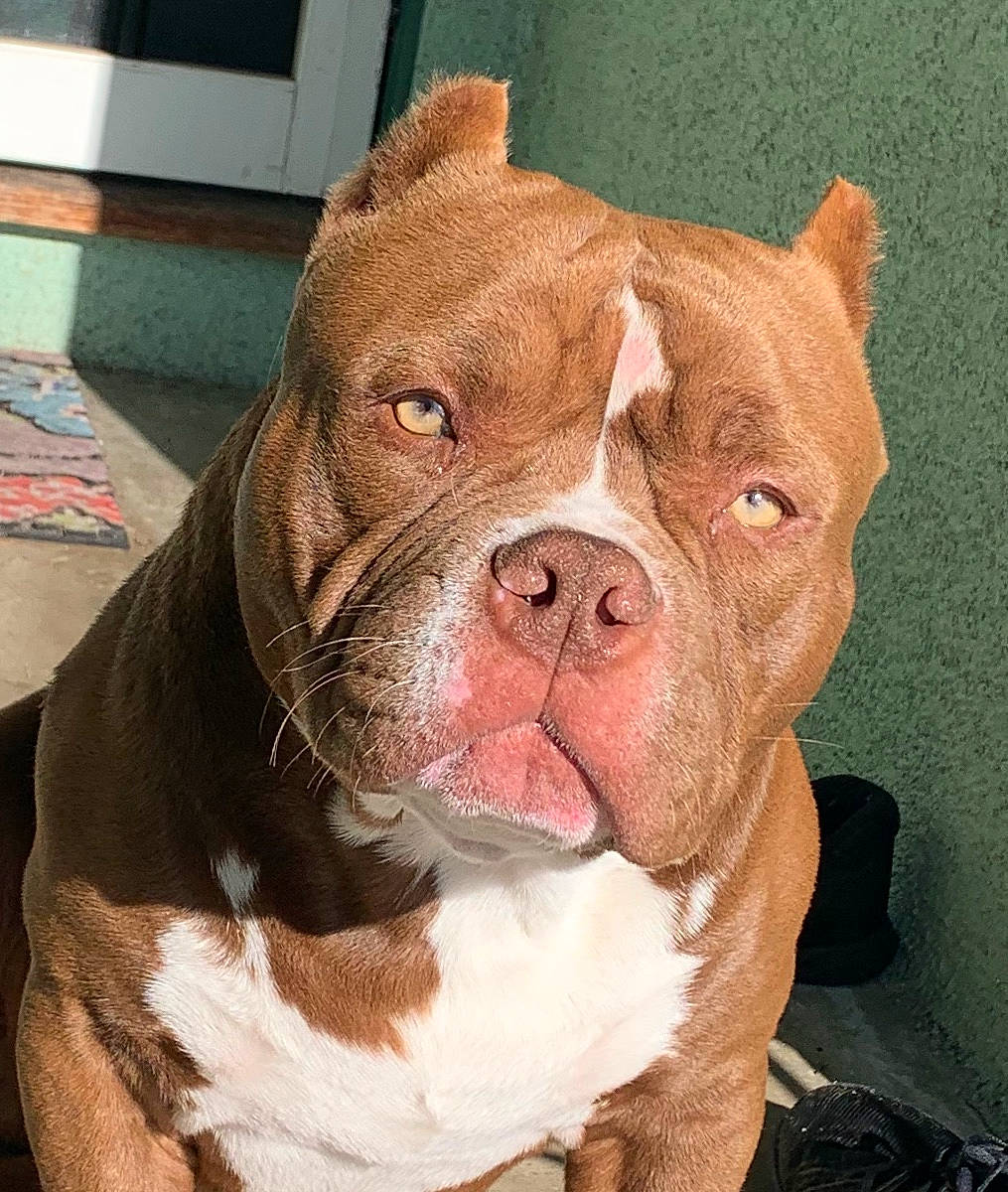 Deuce is registered to the contest to win money with this photo: american_bulldog, american_pit_bull_terrier, ancient_dog_breeds, australian_bulldog, bulldog, canidae, carnivore, dog, dog_breed, fawn, mammal, non_sporting_group, nose, old_english_bulldog, olde_english_bulldogge, pit_bull, rare_breed_dog, skin, snout, vertebrate