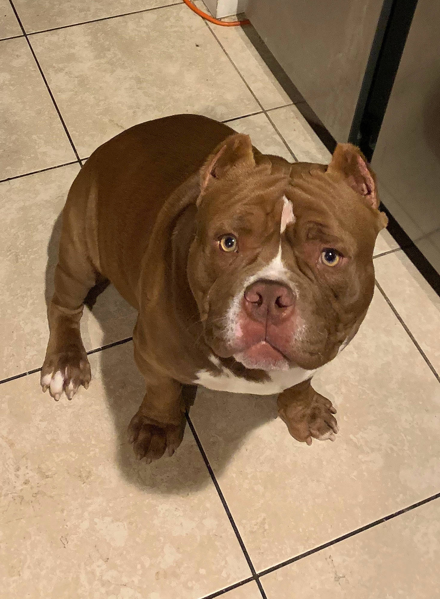 Deuce is registered to the contest to win money with this photo: american_bulldog, american_pit_bull_terrier, american_staffordshire_terrier, bulldog, canidae, carnivore, companion_dog, dog, dog_breed, fawn, mammal, non_sporting_group, old_english_bulldog, olde_english_bulldogge, pit_bull, rare_breed_dog, skin, snout, sporting_group, vertebrate