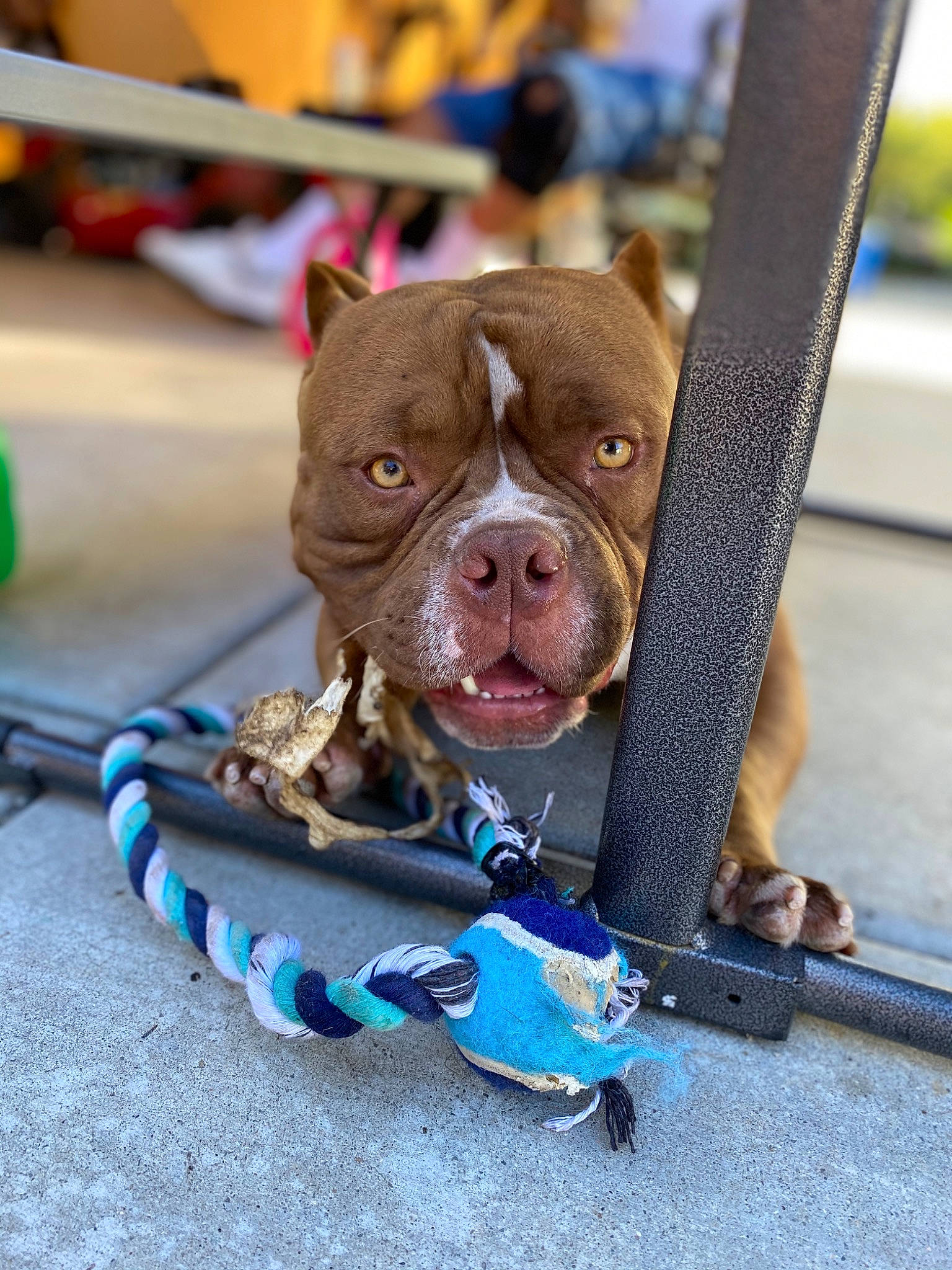 Deuce is registered to the contest to win money with this photo: american_bulldog, american_pit_bull_terrier, canidae, carnivore, collar, companion_dog, conformation_show, dog, dog_breed, dog_collar, fawn, leash, mammal, non_sporting_group, olde_english_bulldogge, pit_bull, rare_breed_dog, renascence_bulldogge, snout, sporting_group