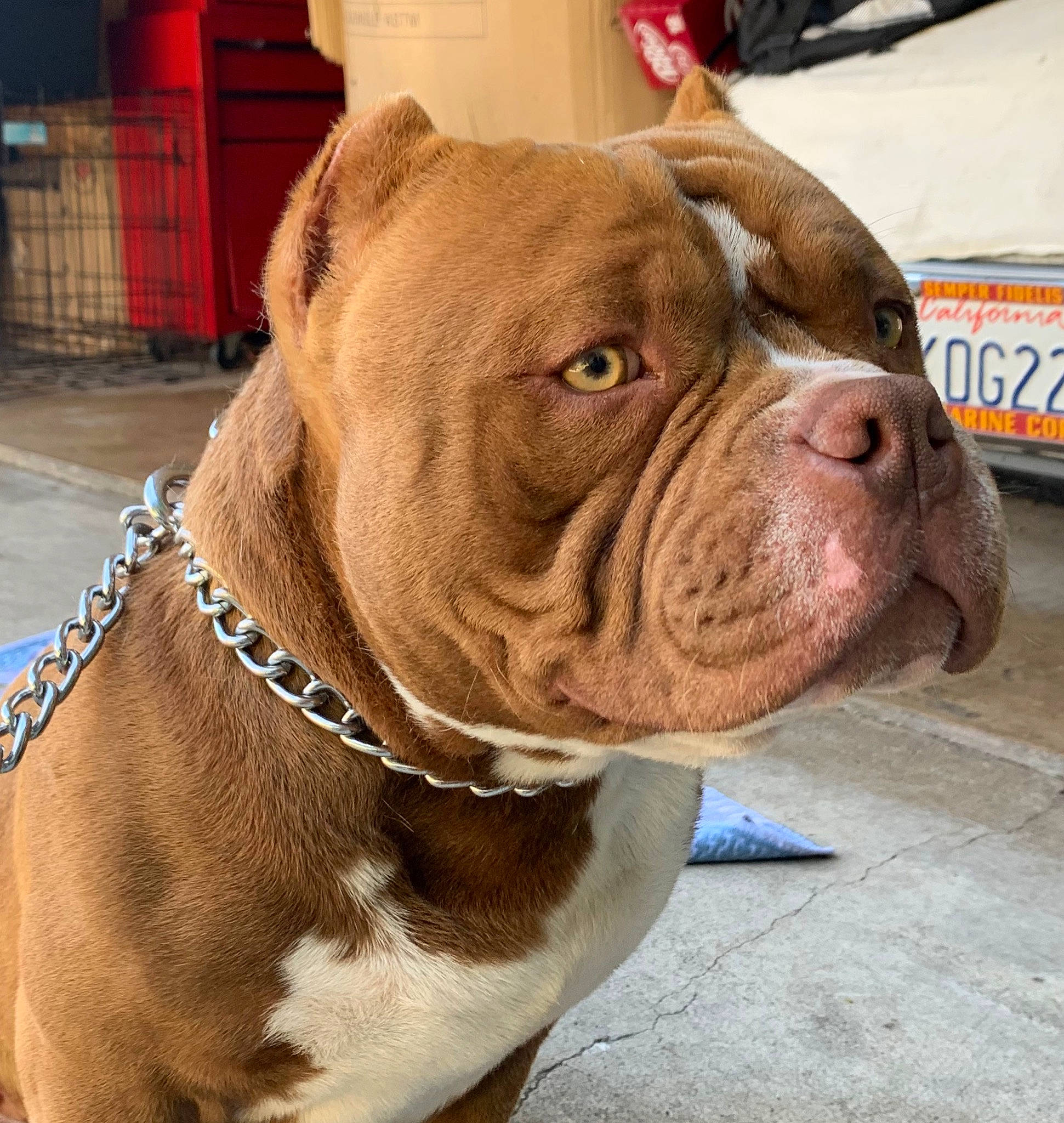 Deuce joined the competition — help win amazing prizes! american_bulldog, australian_bulldog, british_bulldogs, bulldog, canidae, carnivore, companion_dog, dog, dog_breed, dog_collar, mammal, non_sporting_group, nose, old_english_bulldog, olde_english_bulldogge, renascence_bulldogge, skin, snout, vertebrate, wrinkle