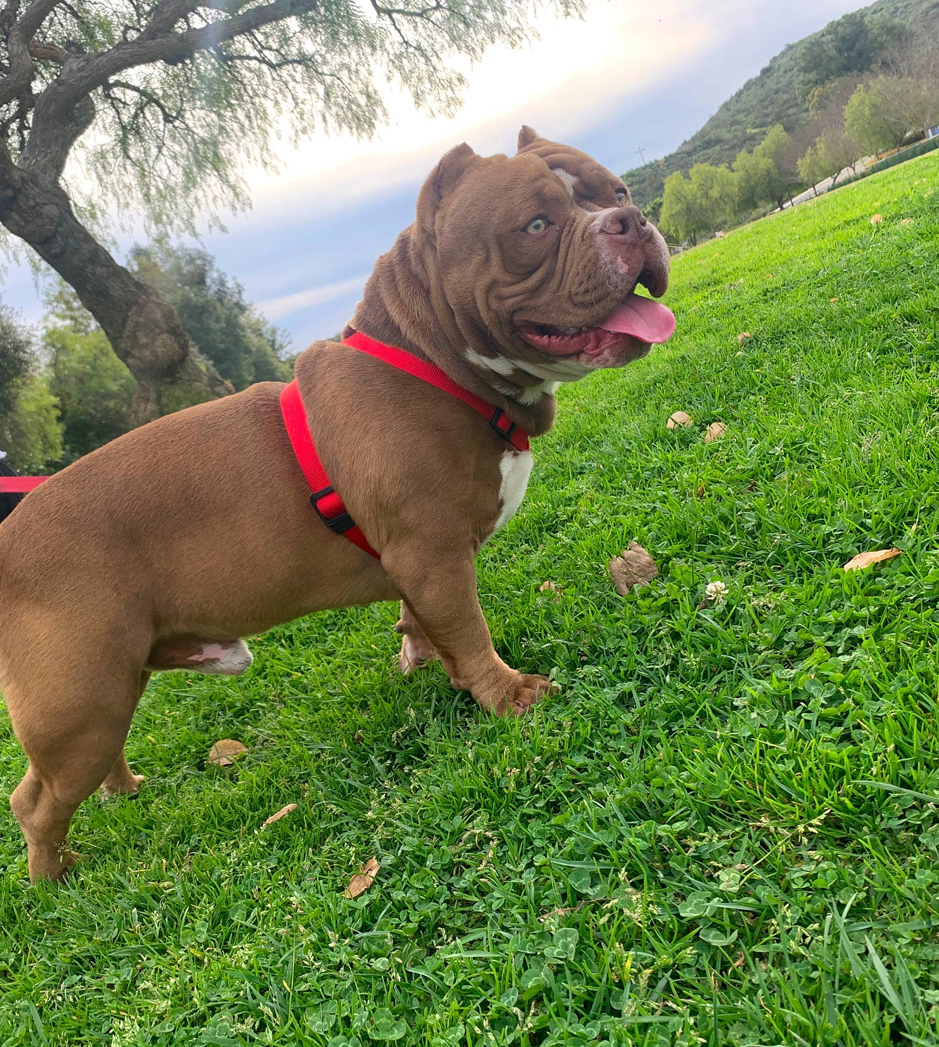 Deuce joined the competition — help win amazing prizes! american_pit_bull_terrier, australian_bulldog, bulldog, canidae, carnivore, companion_dog, dog, dog_breed, dorset_olde_tyme_bulldogge, fawn, grass, mammal, molosser, non_sporting_group, olde_english_bulldogge, pit_bull, rare_breed_dog, renascence_bulldogge, sporting_group, vertebrate