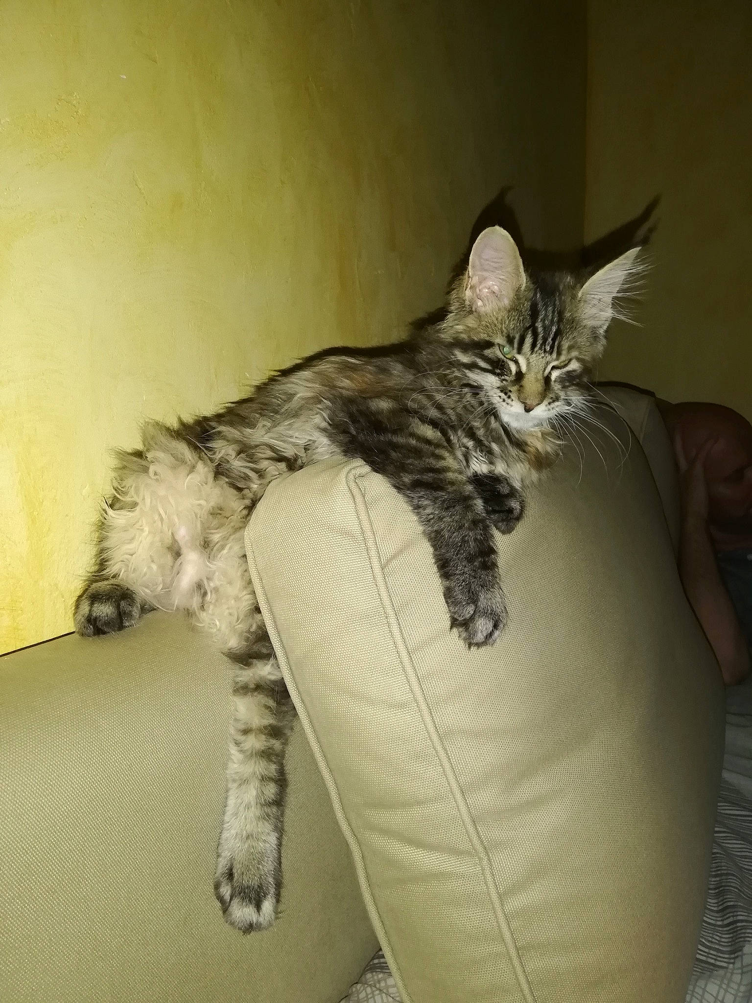 Tali a rejoint le concours — aidez-le/la à gagner de superbes lots ! carnivore, cat, claw, comfort, couch, domestic_short_haired_cat, felidae, foot, fur, gesture, grey, human_leg, paw, plant, small_to_medium_sized_cats, snout, tail, toe, whiskers