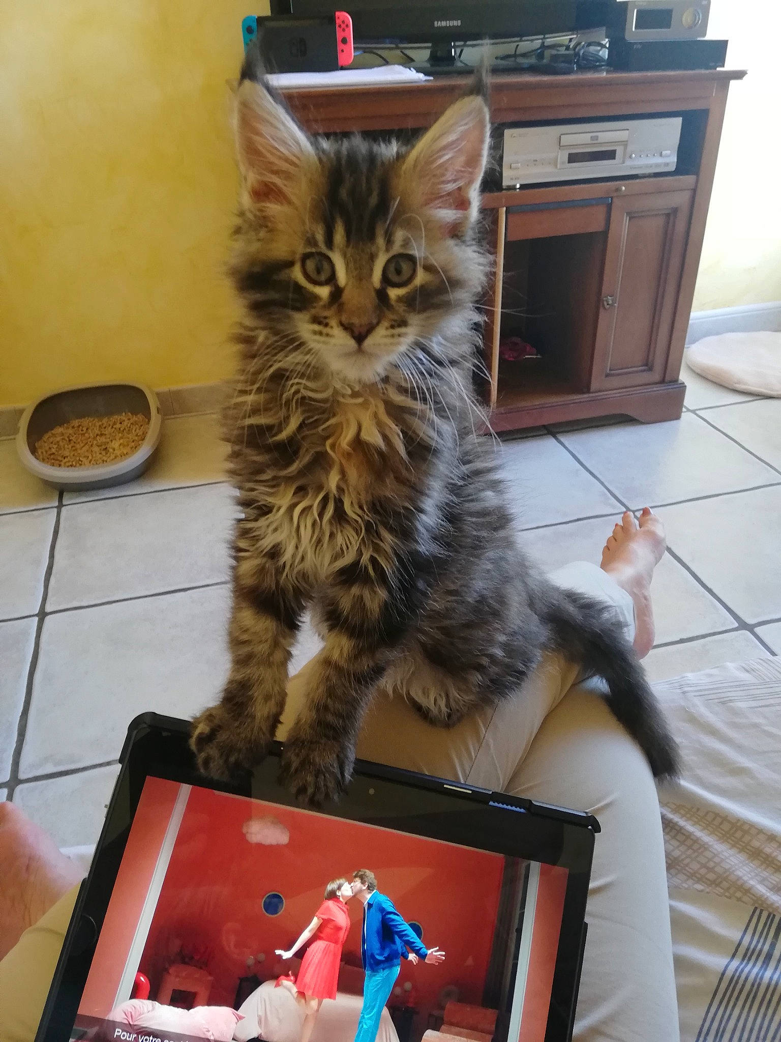 Tali a rejoint le concours — aidez-le/la à gagner de superbes lots ! box, cabinetry, carnivore, cat, chest_of_drawers, claw, domestic_short_haired_cat, drawer, fawn, felidae, flooring, fur, hardwood, maine_coon, room, small_to_medium_sized_cats, tail, whiskers, wood, wood_stain