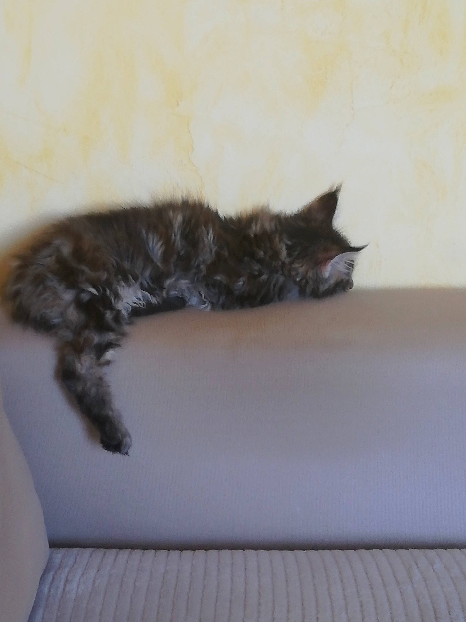 Tali participe au concours pour gagner de l'argent avec cette photo : bed, black_cat, carnivore, cat, claw, comfort, domestic_short_haired_cat, felidae, flooring, fur, grey, paw, room, small_to_medium_sized_cats, snout, tail, whiskers