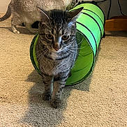 Onyx is registered to the contest to win money with this photo: cat, tabby_cat, siamese_cat, green_tunnel, carpet, indoor, pet, animal, feline, curious, exploring, carrier, floor, play, household, two_cats, domestic, fur, whiskers, ears