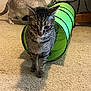 cat, tabby_cat, siamese_cat, green_tunnel, carpet, indoor, pet, animal, feline, curious, exploring, carrier, floor, play, household, two_cats, domestic, fur, whiskers, ears