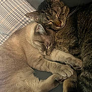 Arlo is registered to the contest to win money with this photo: cat, cats, sleeping, snuggling, cozy, feline, pets, fur, whiskers, paws, resting, domestic_animal, cute, companion, animal, tabby_cat, light_fur, close_up, indoor, blanket