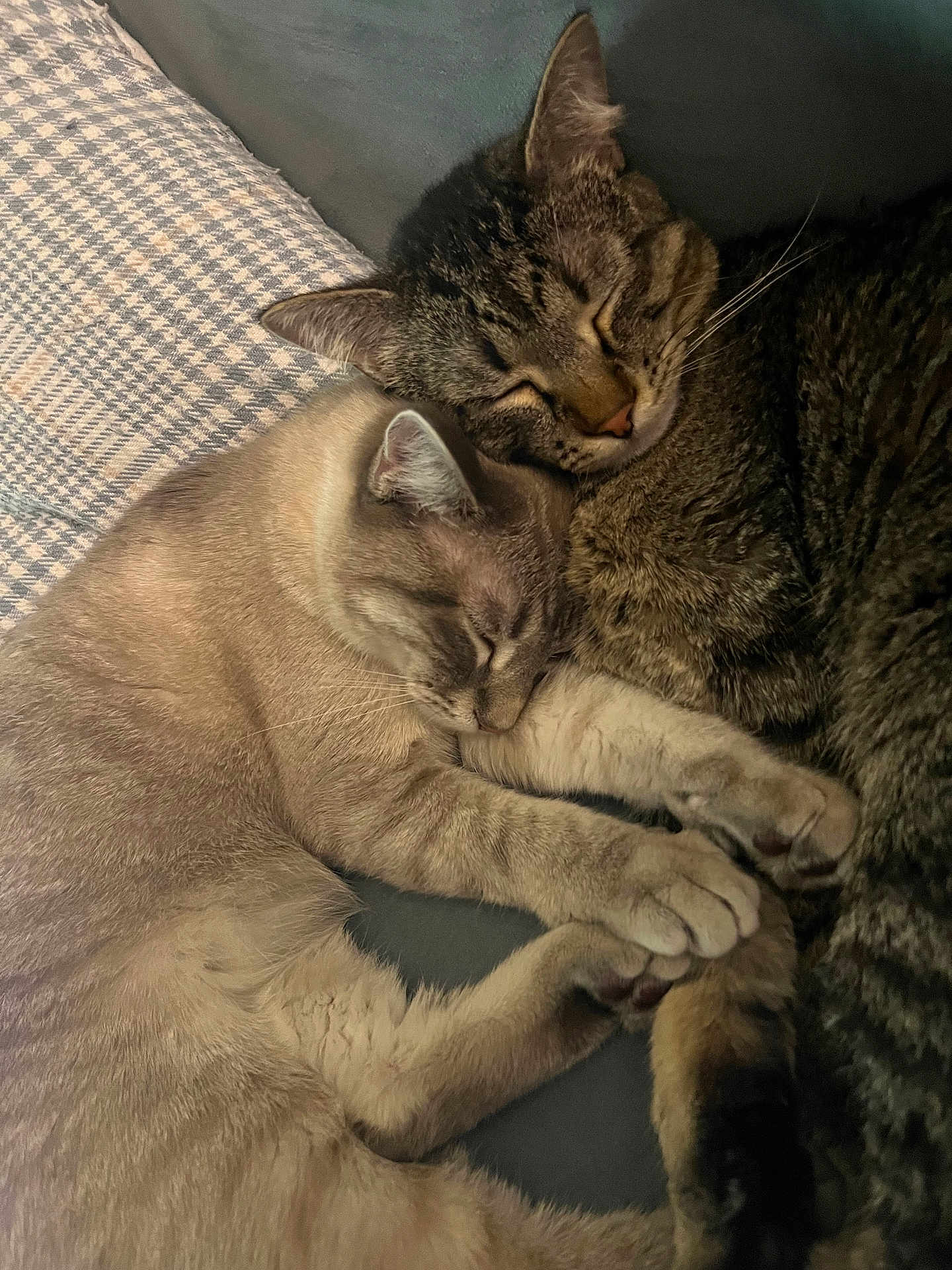 Arlo is registered to the contest to win money with this photo: cat, cats, sleeping, snuggling, cozy, feline, pets, fur, whiskers, paws, resting, domestic_animal, cute, companion, animal, tabby_cat, light_fur, close_up, indoor, blanket