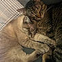 cat, cats, sleeping, snuggling, cozy, feline, pets, fur, whiskers, paws, resting, domestic_animal, cute, companion, animal, tabby_cat, light_fur, close_up, indoor, blanket