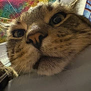 Bodacious is registered to the contest to win money with this photo: cat, tabby, close_up, whiskers, nose, fur, pet, animal, indoor, portrait, curious, face, eyes, ears, colorful_background, abstract_art, domestic_cat, feline, closeup, texture