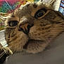 cat, tabby, close_up, whiskers, nose, fur, pet, animal, indoor, portrait, curious, face, eyes, ears, colorful_background, abstract_art, domestic_cat, feline, closeup, texture