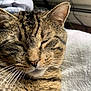 animal, blanket, cat, closeup, comfort, cozy, cute, ears, feline, fur, home, indoor, mammal, pet, relaxed, resting, sleeping, soft, tabby, whiskers