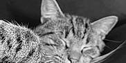 Bodacious joined the competition — help win amazing prizes! animal, black_and_white, cat, close_up, companion, cozy, cute, domestic_cat, feline, fur, indoor, paw, pet, portrait, relaxed, resting, sleeping, soft, tabby, whiskers