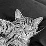 Bodacious joined the competition — help win amazing prizes! cat, tabby, sleeping, paw, black_and_white, close_up, feline, pet, animal, resting, cozy, fur, whiskers, indoor, portrait, relaxed, soft, cute, domestic_cat, companion