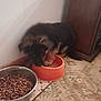 puppy, dog, food_bowl, kibble, floor, wall, cabinet, indoor, pet, young_dog, brown, black, carpet, corner, animal, household, feeding, blurred, domestic, cute
