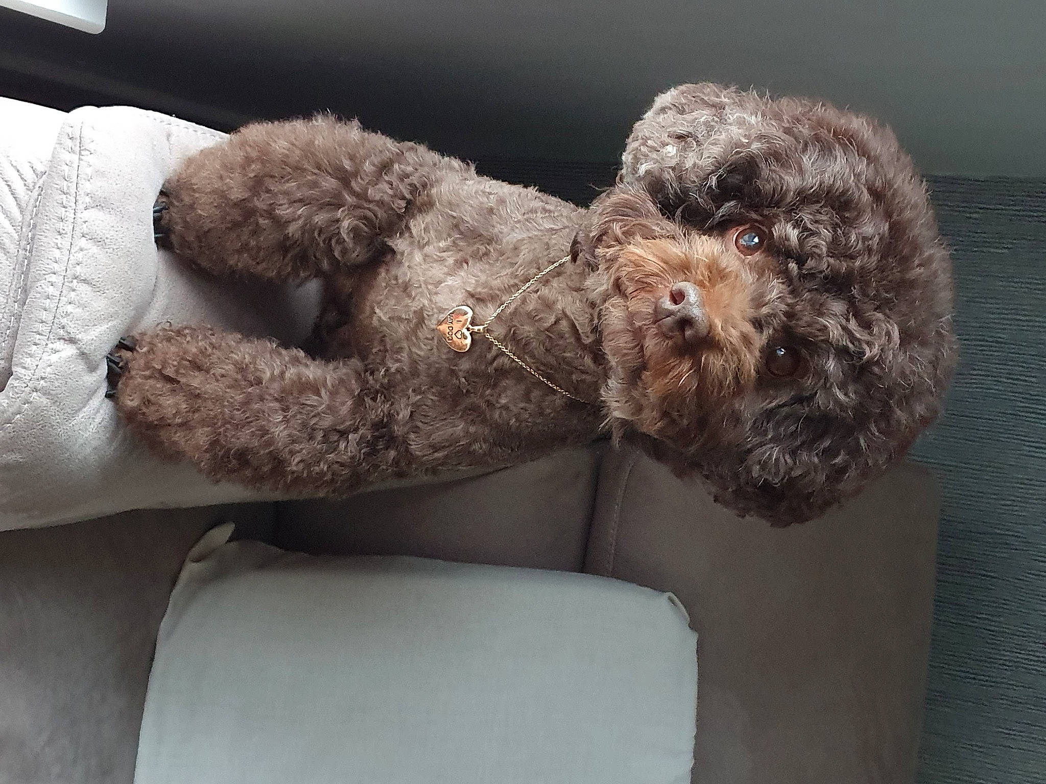 Oreo is registered to the contest to win money with this photo: canidae, carnivore, comfort, companion_dog, dog, dog_breed, fur, gesture, grey, non_sporting_group, plush, poodle, snout, sporting_group, stuffed_toy, terrier, toy, toy_dog, water_dog, working_animal