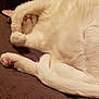 Angel is registered to the contest to win money with this photo: cat, white_cat, sleeping, paws, pink_nose, fluffy, pet, animal, fur, tail, cozy, indoor, resting, cute, mammal, whiskers, relaxed, bed, quilt, closeup
