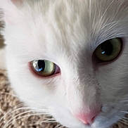 Angel joined the competition — help win amazing prizes! cat, white_cat, close_up, face, green_eyes, pink_nose, fur, whiskers, pet, animal, carpet, texture, indoor, curious, domestic_cat, feline, soft, resting, closeup, cute