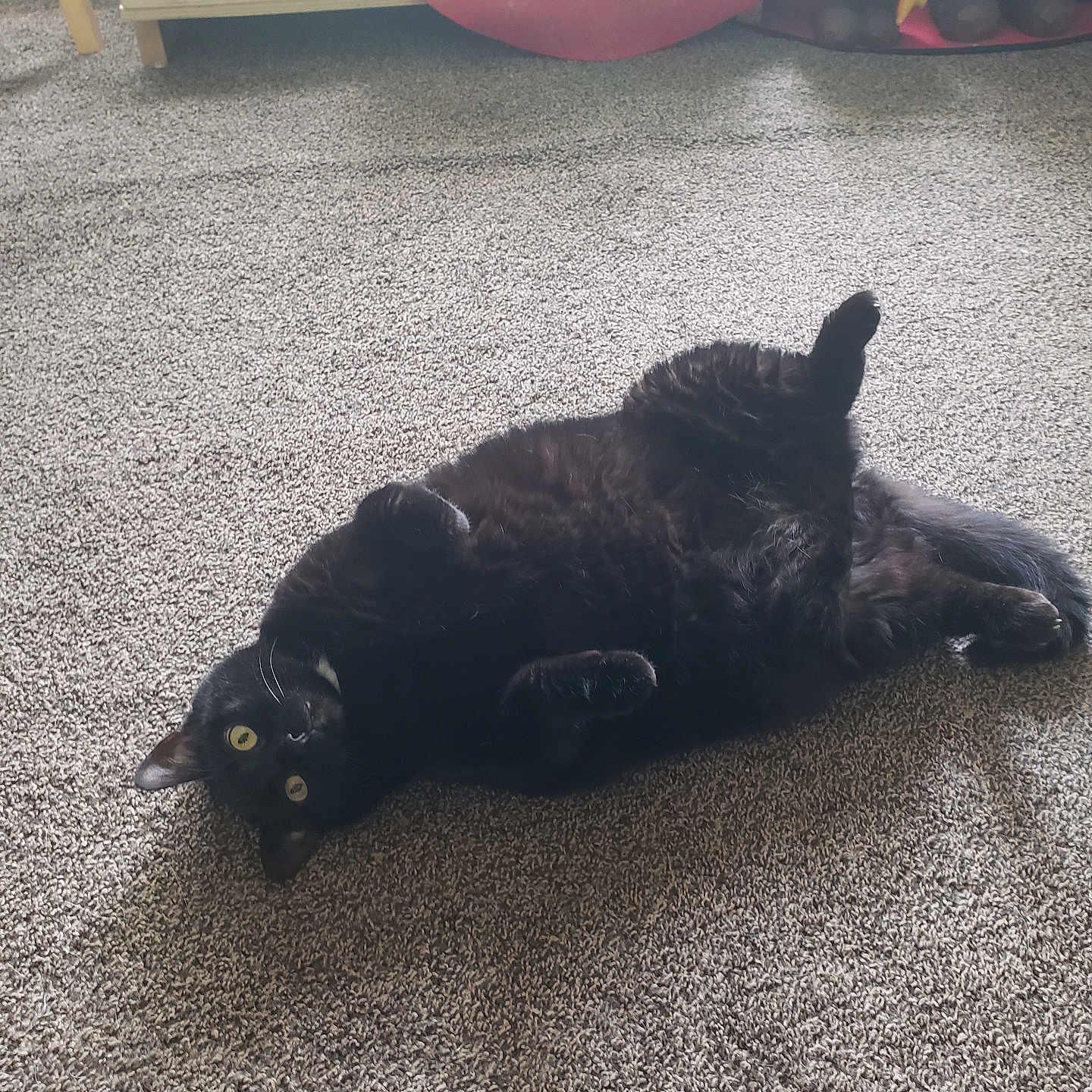 Gracie