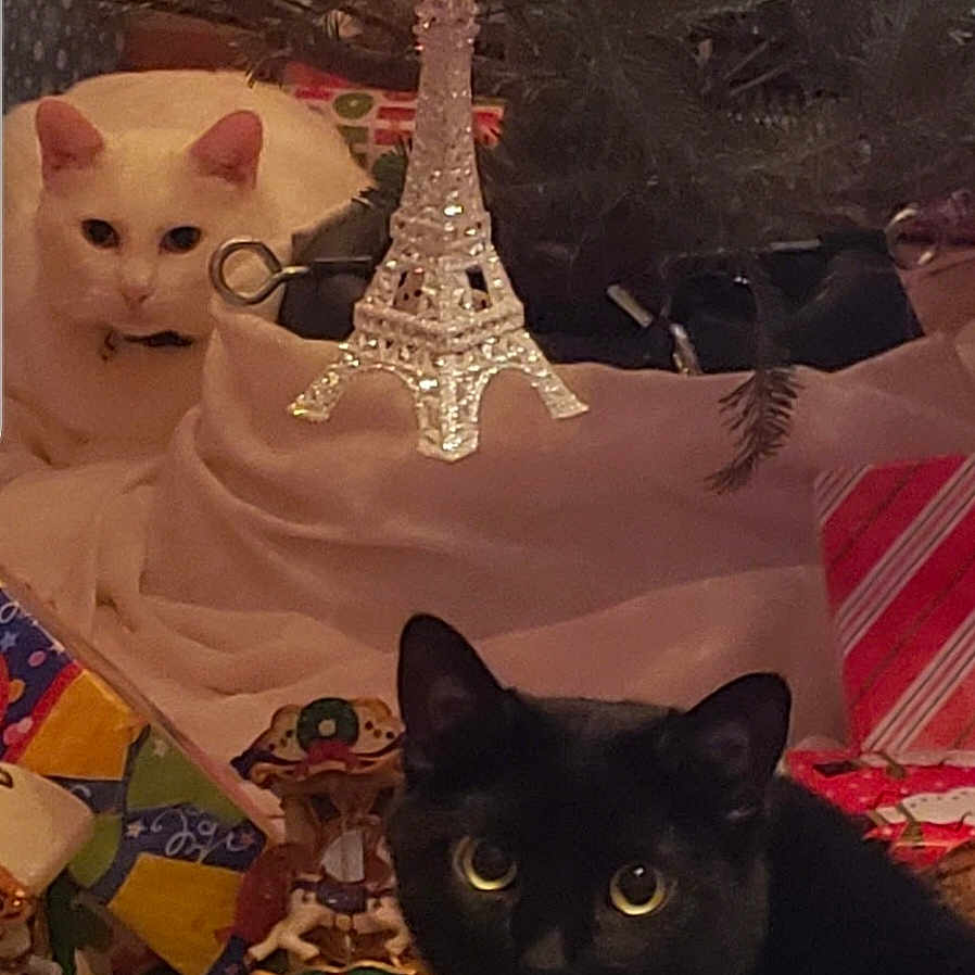 Angel Gracie joined the competition — help win amazing prizes! animal, black_cat, cat, celebration, christmas, christmas_tree, cute, decoration, eiffel_tower, eyes, festive, fur, gift_wrap, holiday, holiday_decor, indoor, ornament, pet, present, white_cat
