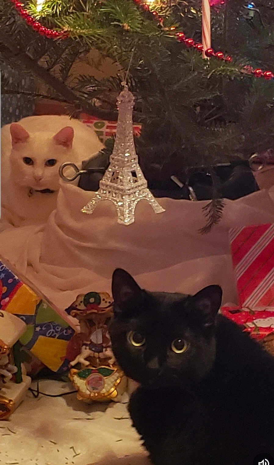 Angel Gracie joined the competition — help win amazing prizes! cat, black_cat, white_cat, christmas_tree, ornament, eiffel_tower, holiday, festive, present, gift_wrap, decoration, indoor, pet, animal, cute, fur, eyes, holiday_decor, celebration, christmas