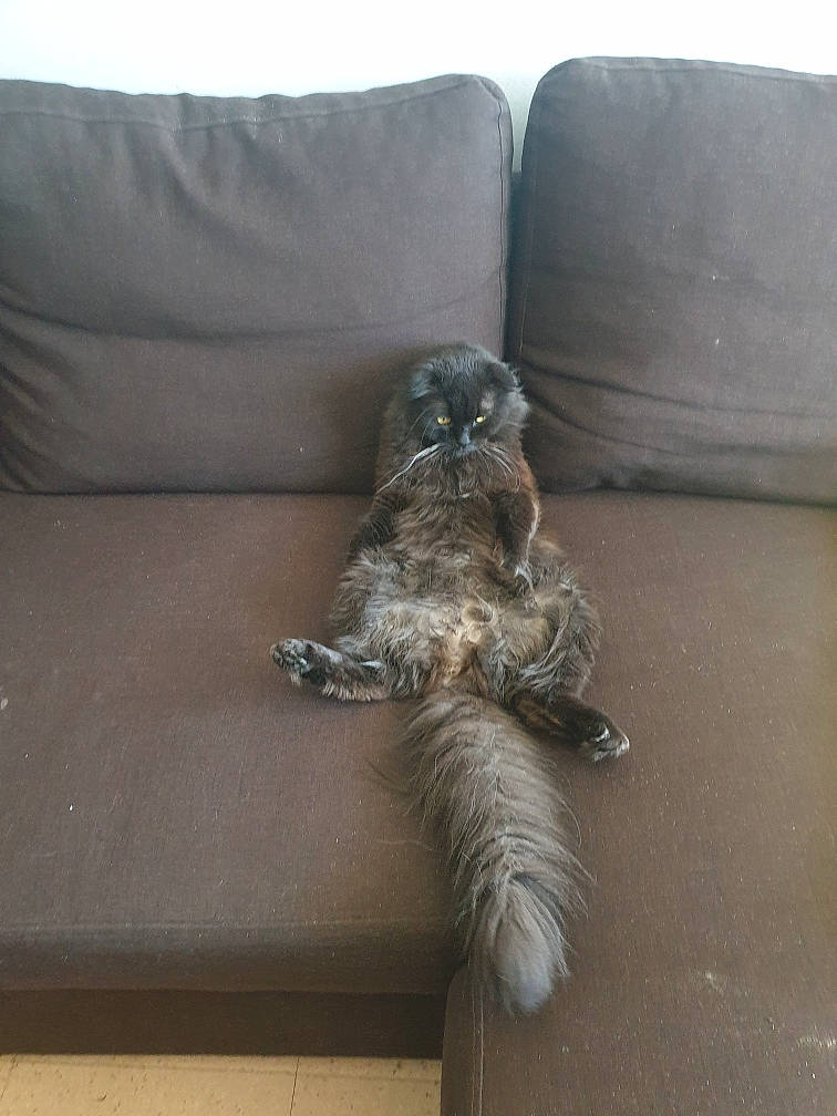 Sylver participe au concours pour gagner de l'argent avec cette photo : carnivore, comfort, companion_dog, couch, dog, dog_breed, feather, flooring, fur, grey, hardwood, living_room, room, studio_couch, tail, terrier, toy_dog, watch, water_dog, wood