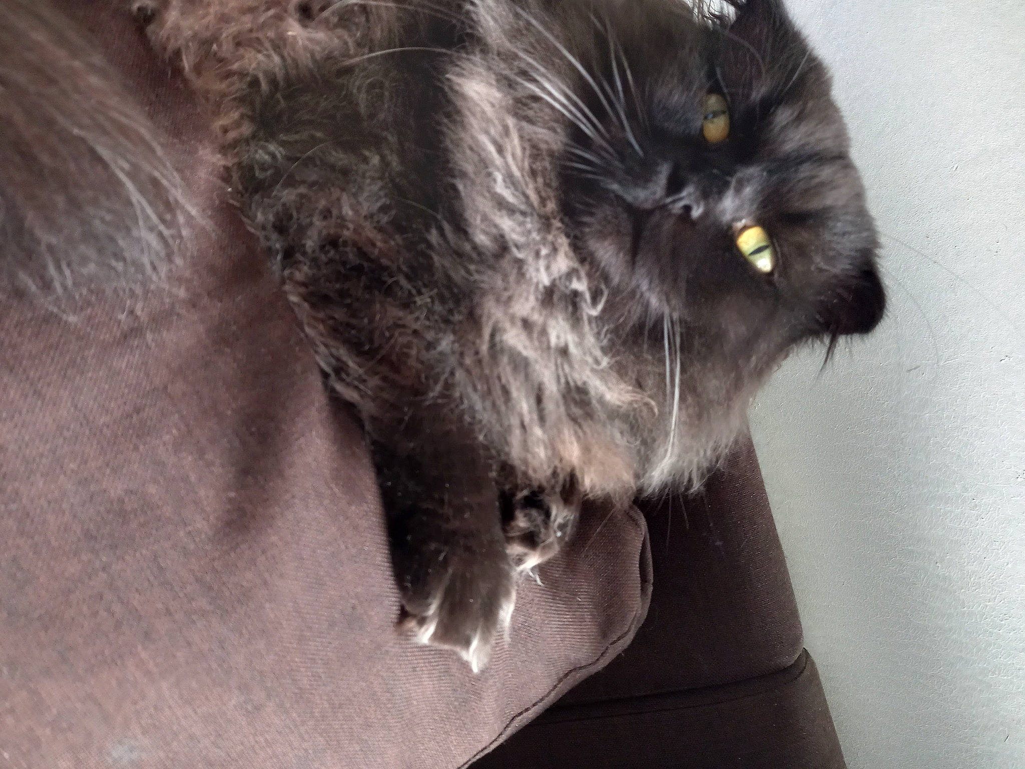 Sylver participe au concours pour gagner de l'argent avec cette photo : black_cat, bombay, british_longhair, carnivore, cat, claw, domestic_short_haired_cat, felidae, fur, grey, monochrome, monochrome_photography, paw, small_to_medium_sized_cats, snout, tail, terrestrial_animal, whiskers