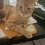 Oolong is registered to the contest to win money with this photo: animal, cat, closeup, curious, desk, domestic_cat, envelopes, feline, ginger_cat, home, indoor, office_supplies, orange_fur, papers, paw, pet, relaxed, resting, table, whiskers