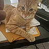 animal, cat, closeup, curious, desk, domestic_cat, envelopes, feline, ginger_cat, home, indoor, office_supplies, orange_fur, papers, paw, pet, relaxed, resting, table, whiskers