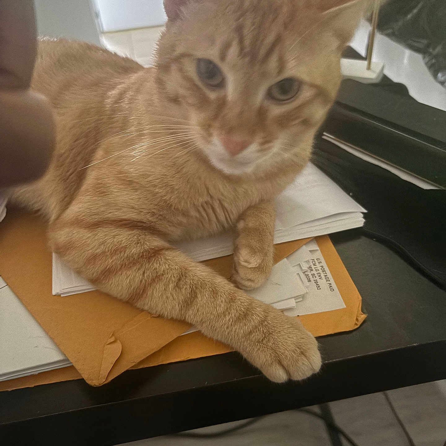 Oolong is registered to the contest to win money with this photo: animal, cat, closeup, curious, desk, domestic_cat, envelopes, feline, ginger_cat, home, indoor, office_supplies, orange_fur, papers, paw, pet, relaxed, resting, table, whiskers