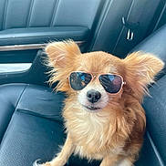 Daisy is registered to the contest to win money with this photo: dog, small_dog, sunglasses, car_interior, leather_seat, fluffy_fur, pet, cute, animal, sitting, brown_fur, black_nose, ears_up, indoor, vehicle, companion, portrait, relaxed, cool, accessory