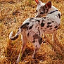 dog, spotted_dog, grass, dry_grass, outdoor, animal, pet, collar, canine, looking_back, ears, tail, nature, field, sunlight, daytime, mischievous, curious, standing, fur